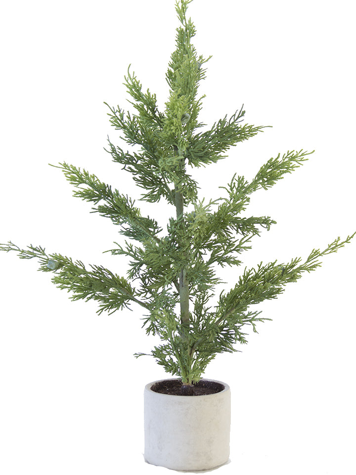 Juniper Tree in Pot