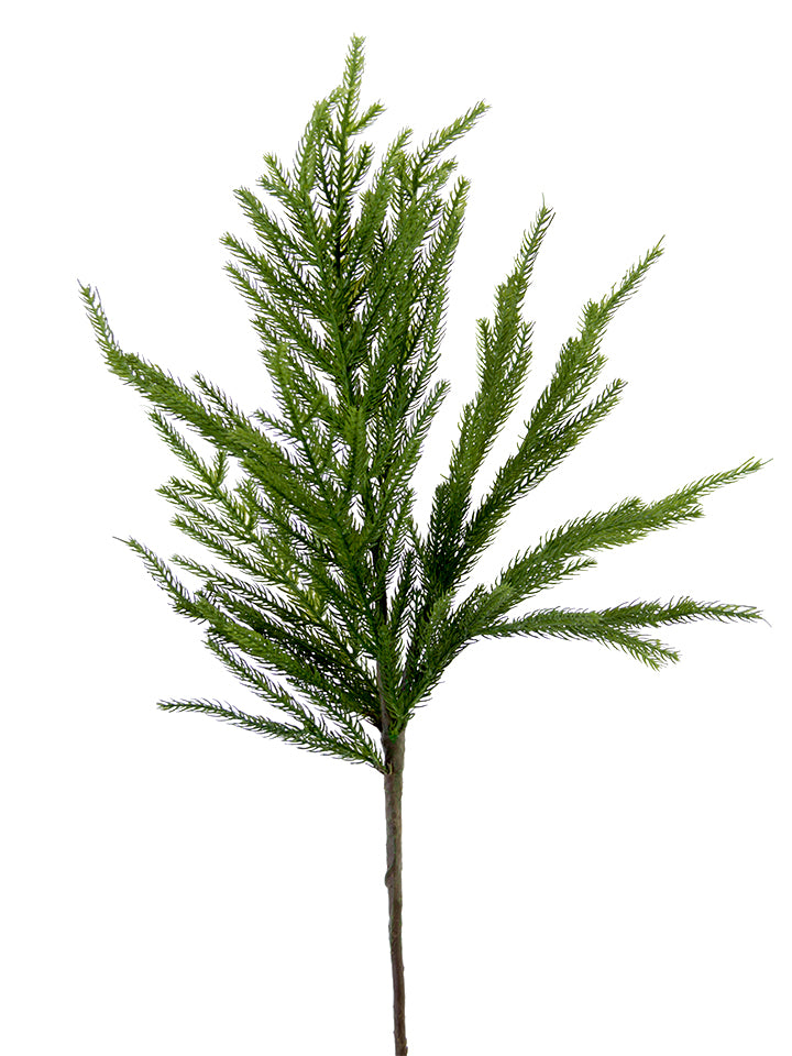 Norfolk Pine Spray