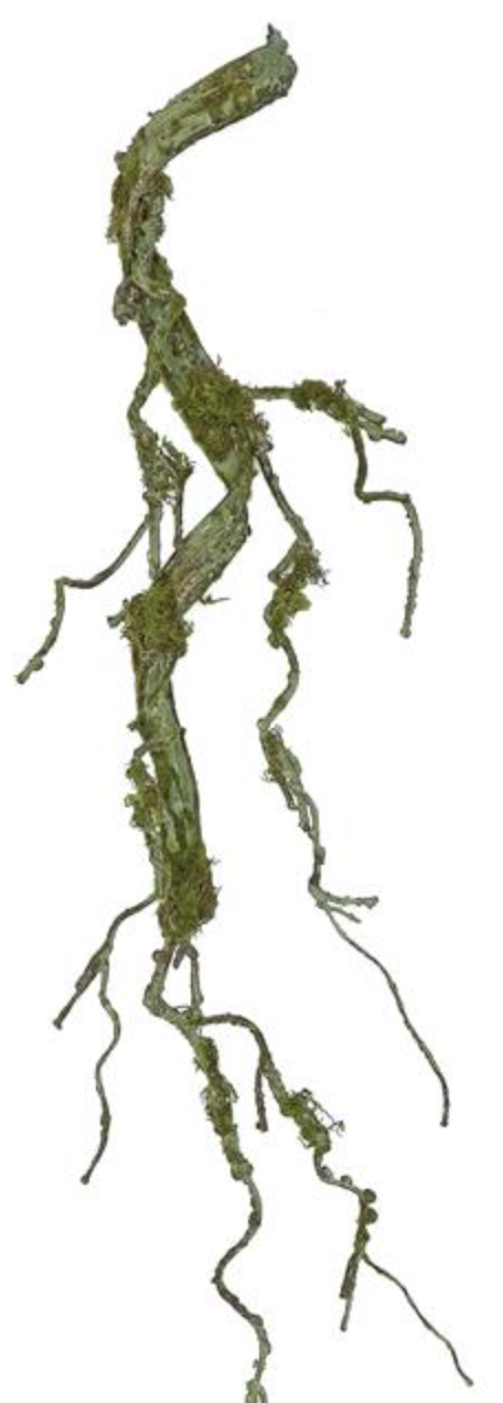 Moss Twig Vine