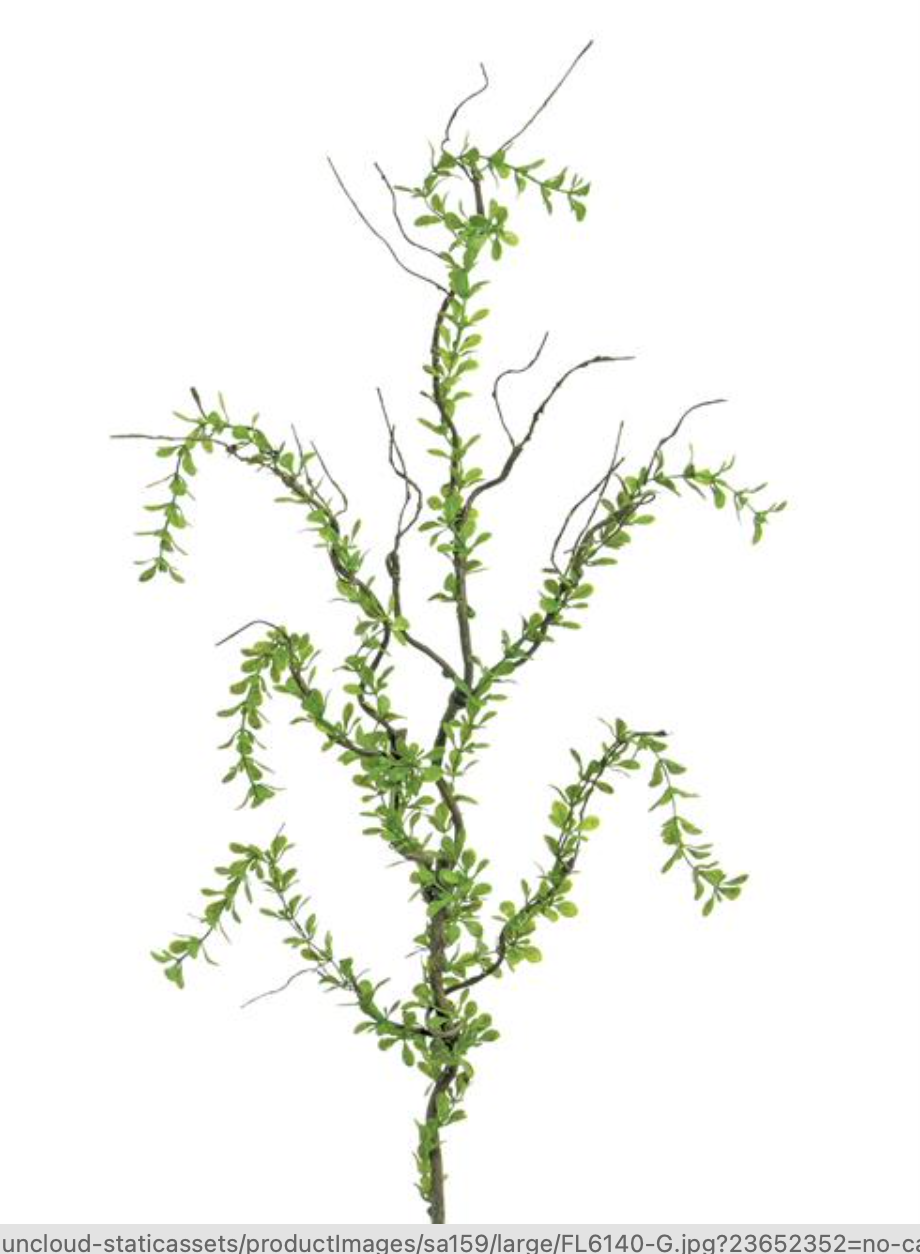 Creeping Plagiomnium Branch