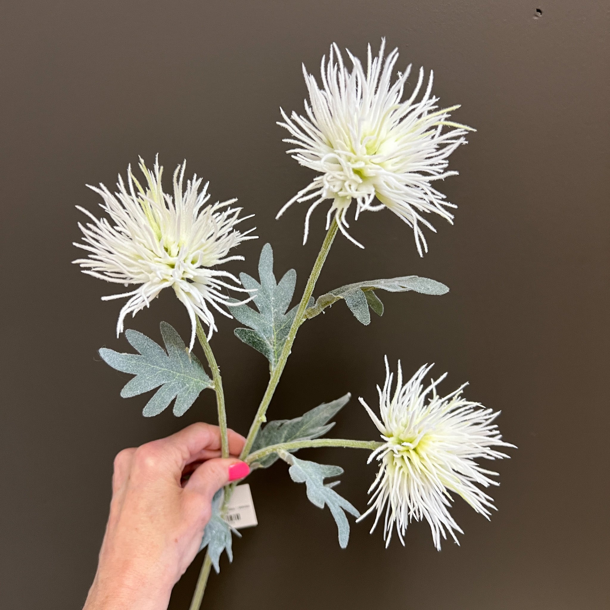 Spikey Cactus Dahlia - White