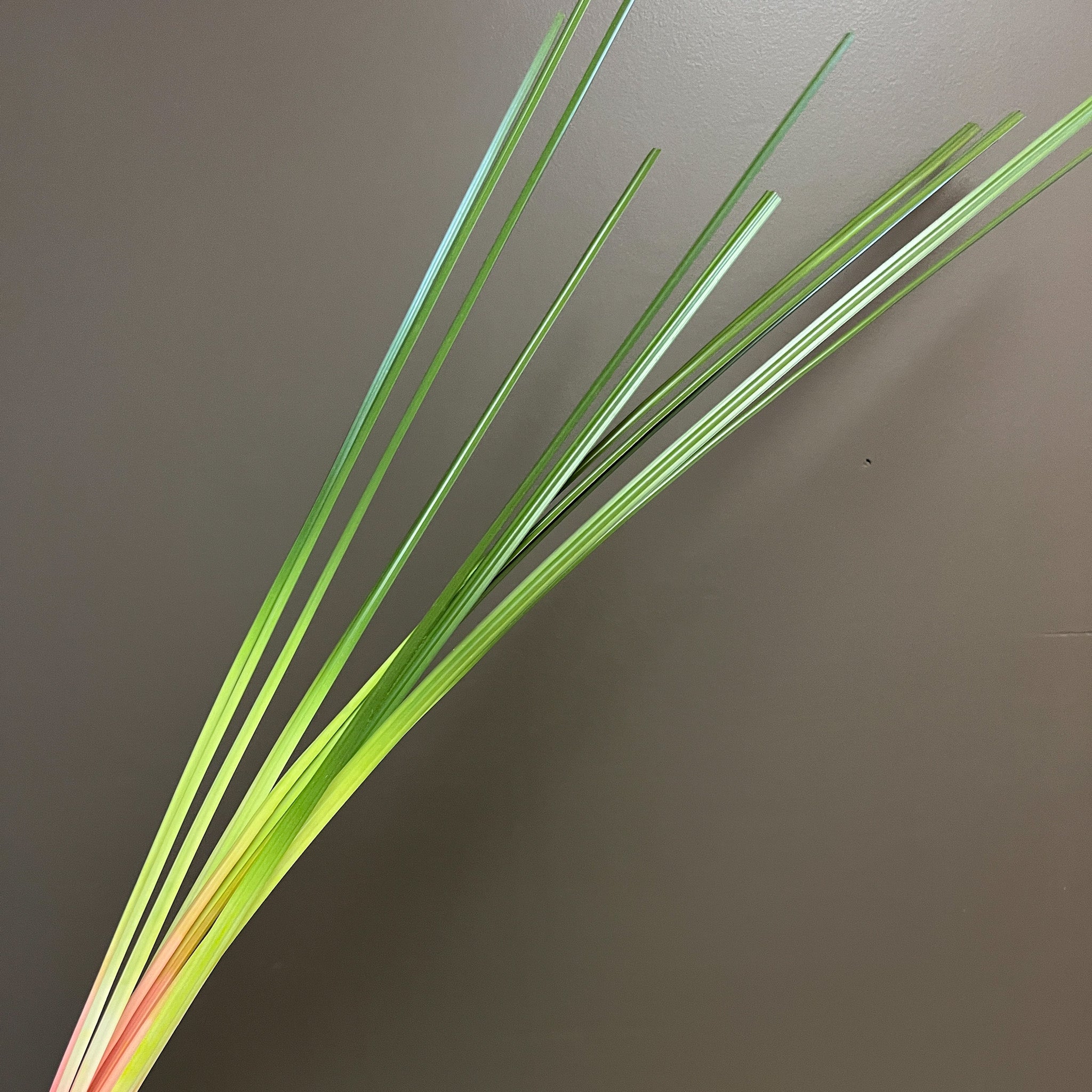 Bundle of Green Cattail Leaves