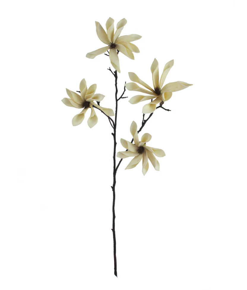 Star Magnolia #2831