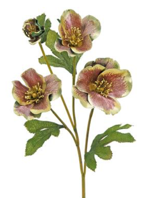 Christmas Rose Spray