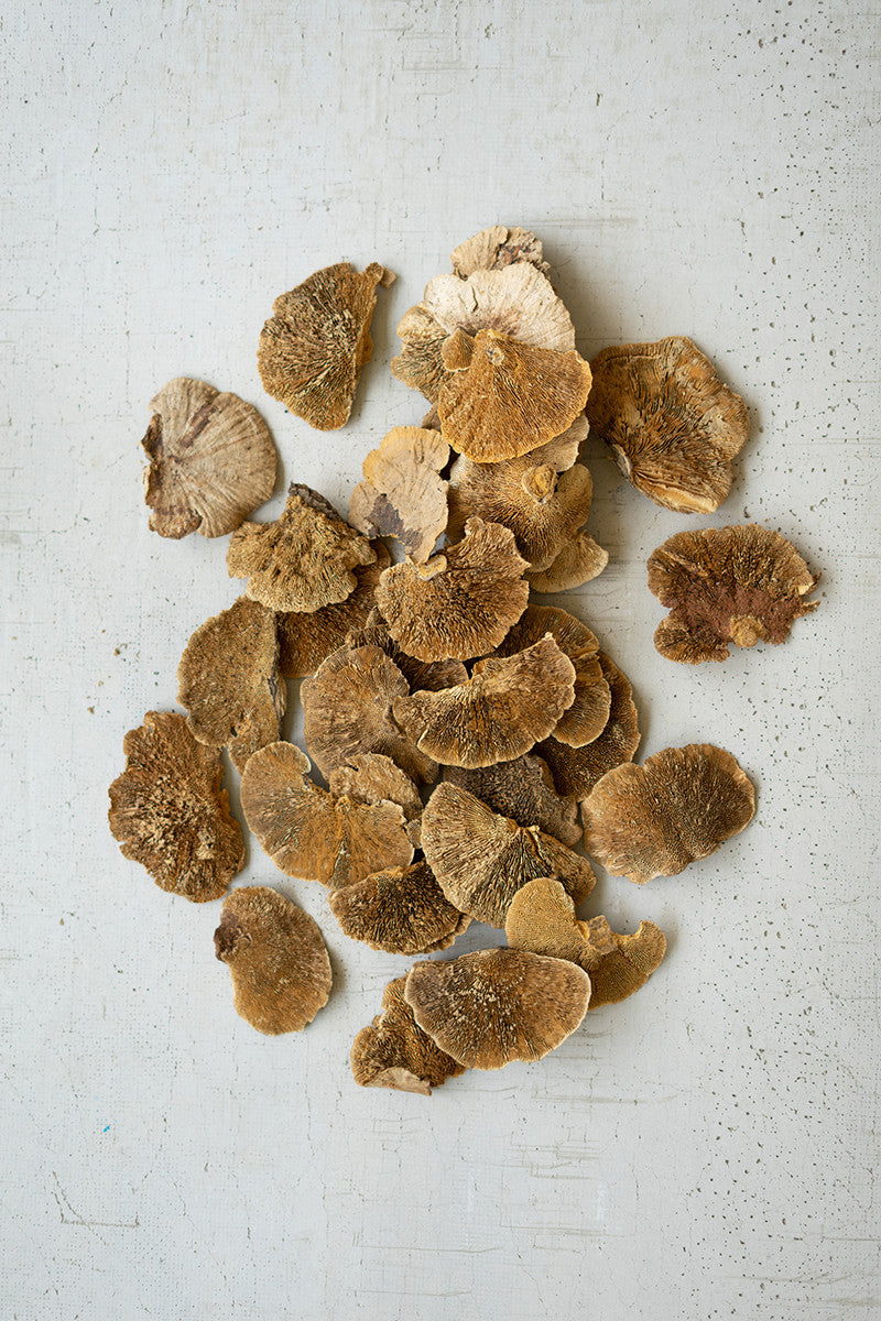 Dried Sponge Mushrooms