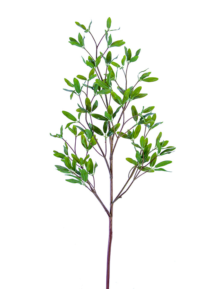 Coprosma Kirkii Spray