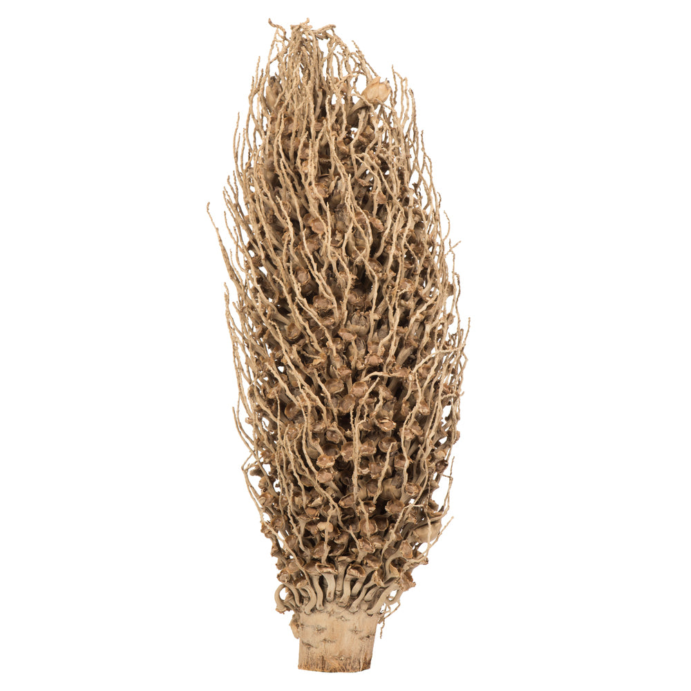 Natural Olympia Seed Pod