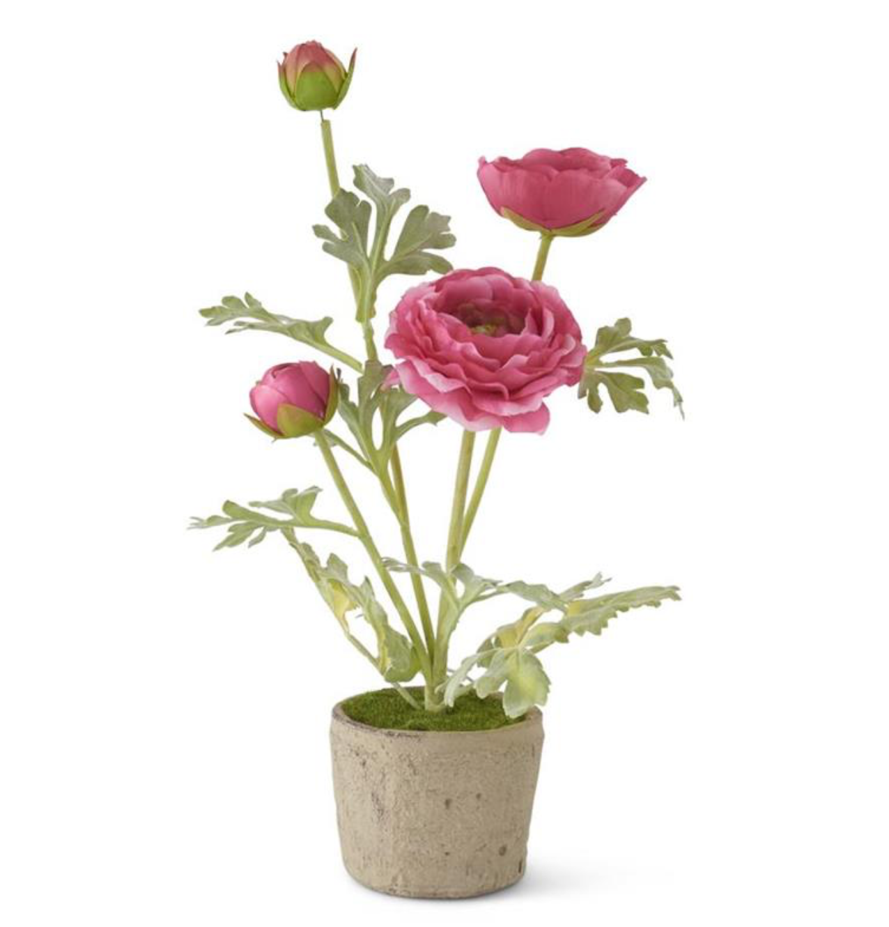 Potted Ranunculus